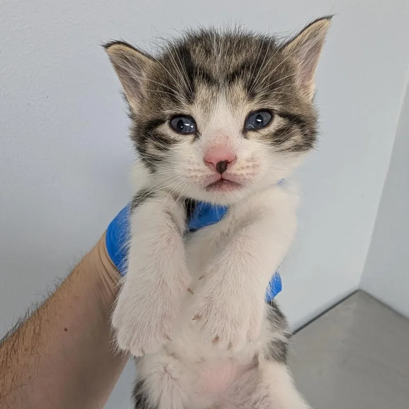 A baby small-sized female White Domestic Short Hair cat named Rue for adoption in Indianapolis, IN