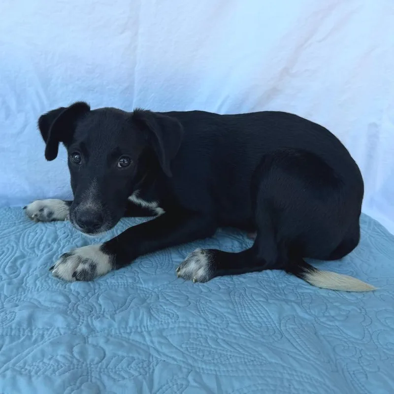 A baby small-sized male Black Mixed Breed dog named Prongs for adoption in Buffalo, MN