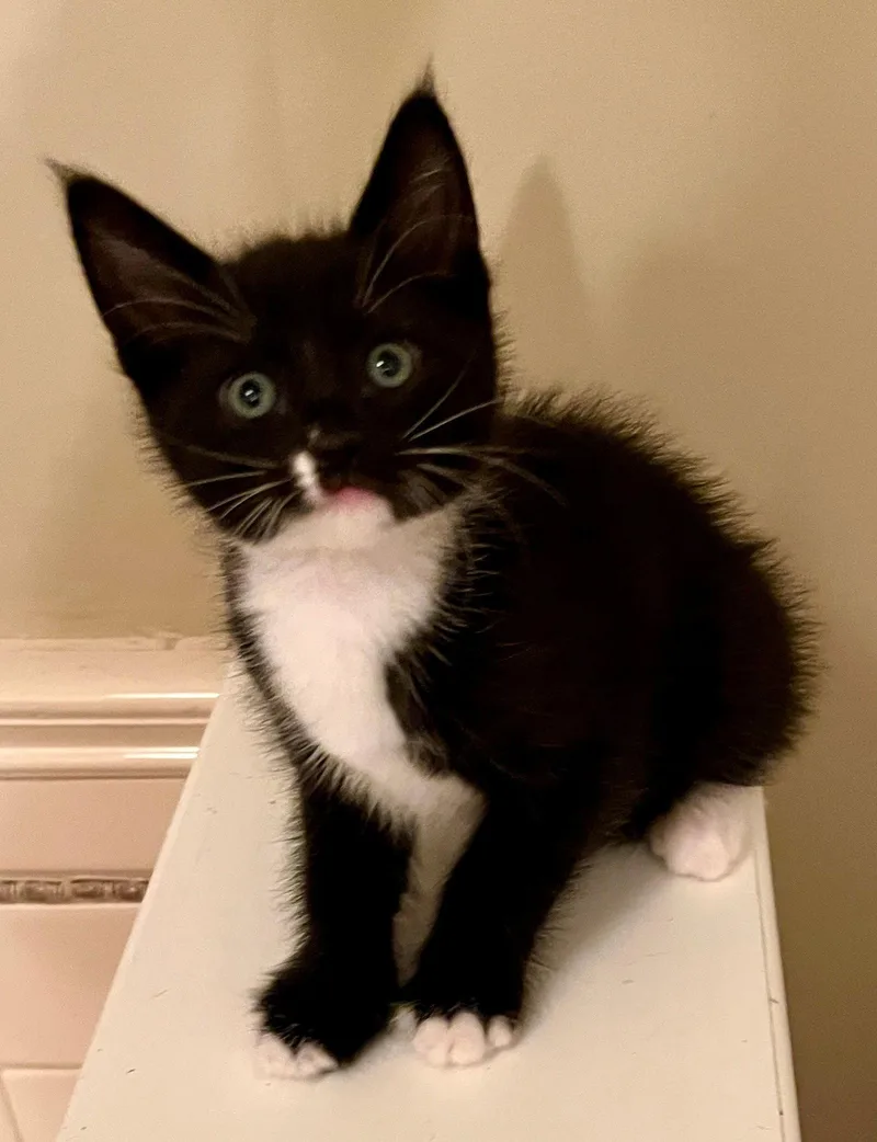 A baby medium-sized female Domestic Short Hair cat named Magik for adoption in San Jose, CA