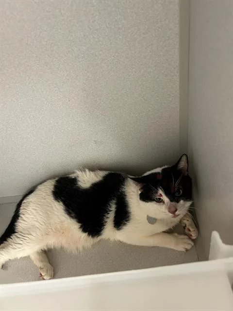 A young medium-sized male Domestic Short Hair cat named Pickles for adoption in Aurora, CO