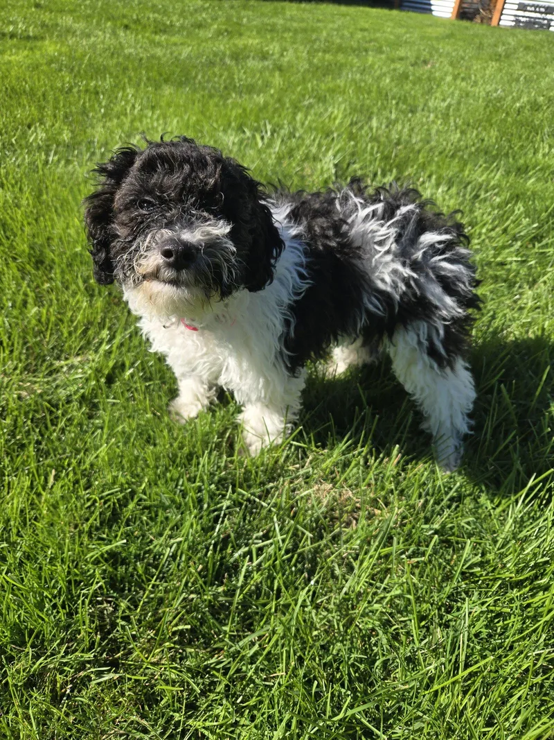 A baby small-sized female Bichon Frise dog named Oreo for adoption in Wheaton, IL