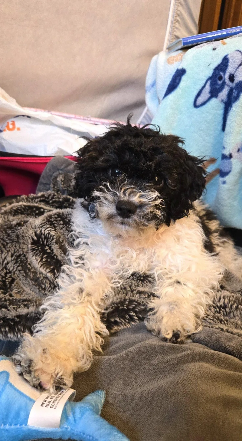 Oreo thumbnail 2