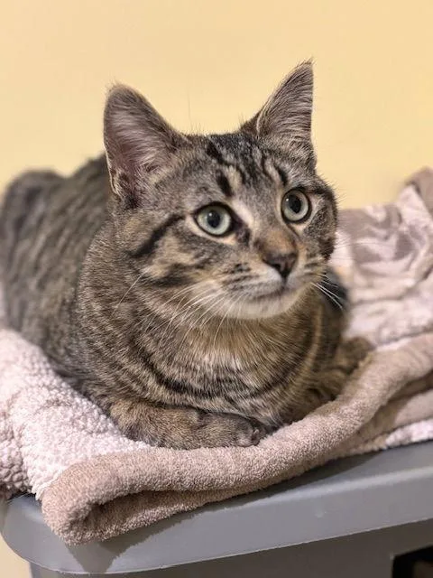 Shadow C thumbnail 3