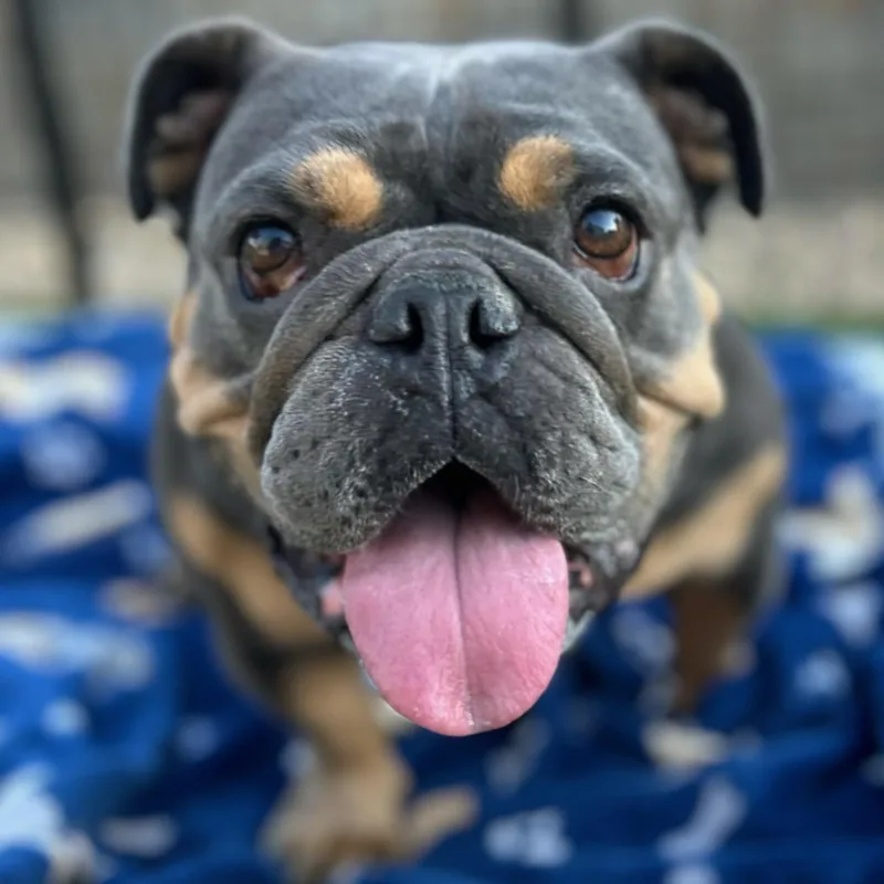An adult medium-sized female Black English Bulldog dog named Eloise for adoption in Citrus Heights, CA
