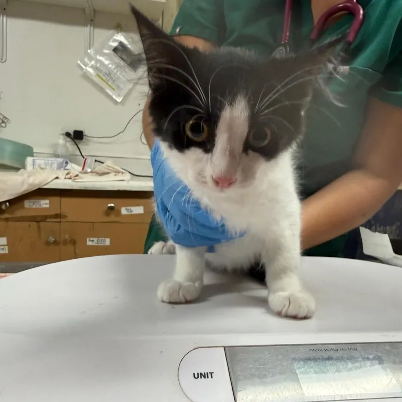 A baby small-sized male White Domestic Short Hair cat named Galaxy for adoption in Wahiawa, HI