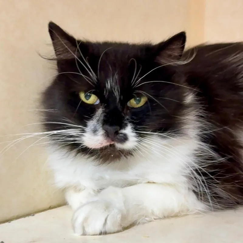 An adult medium-sized female Domestic Long Hair cat named Munchkin for adoption in Battle Creek, MI
