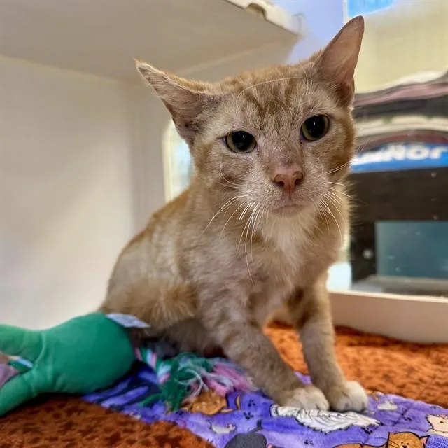 A young medium-sized female Domestic Short Hair cat named Lemon for adoption in Riverside, CA