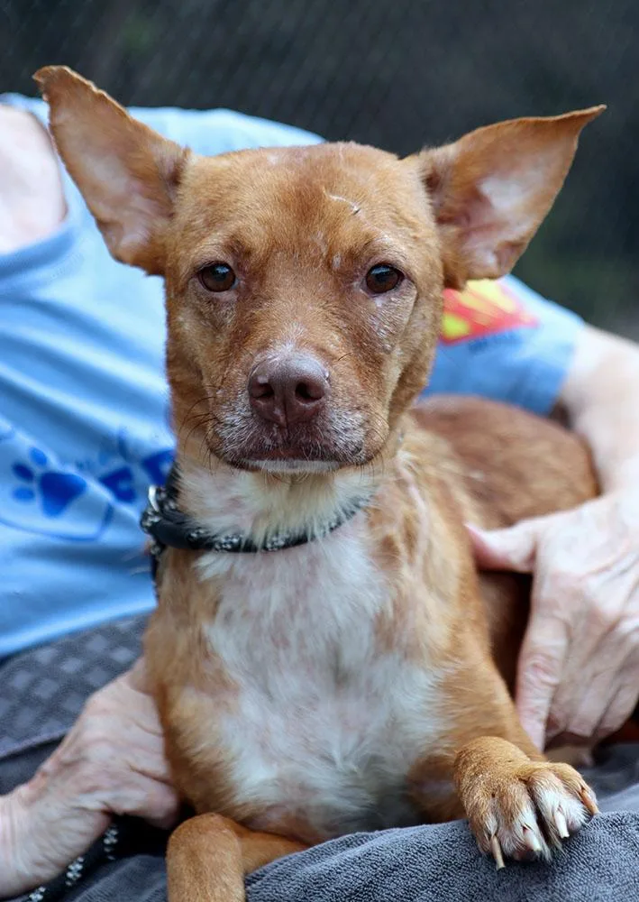 A young medium-sized female Brown / Chocolate Terrier dog named Valerie for adoption in Kansas City, KS
