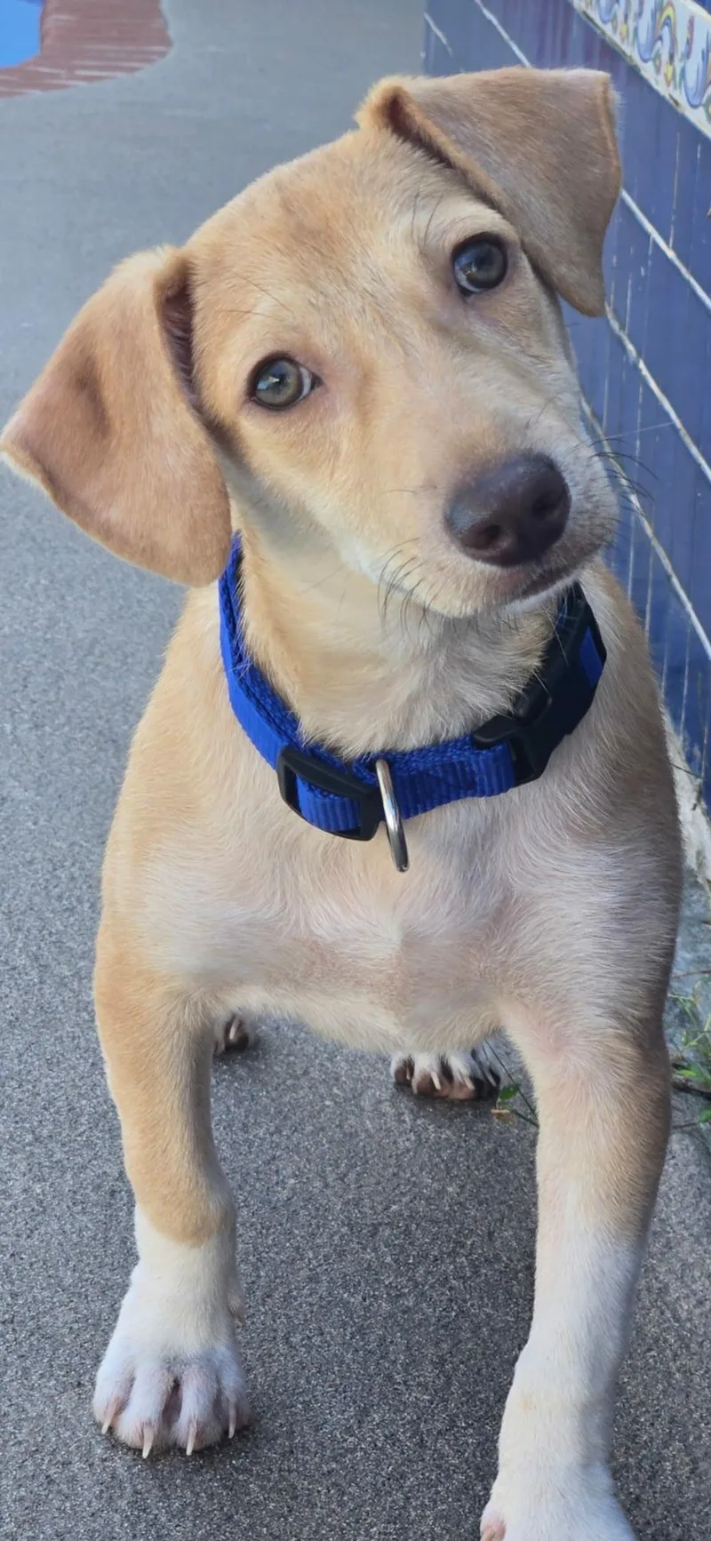A baby small-sized male Dachshund dog named Kirby for adoption in New York, NY