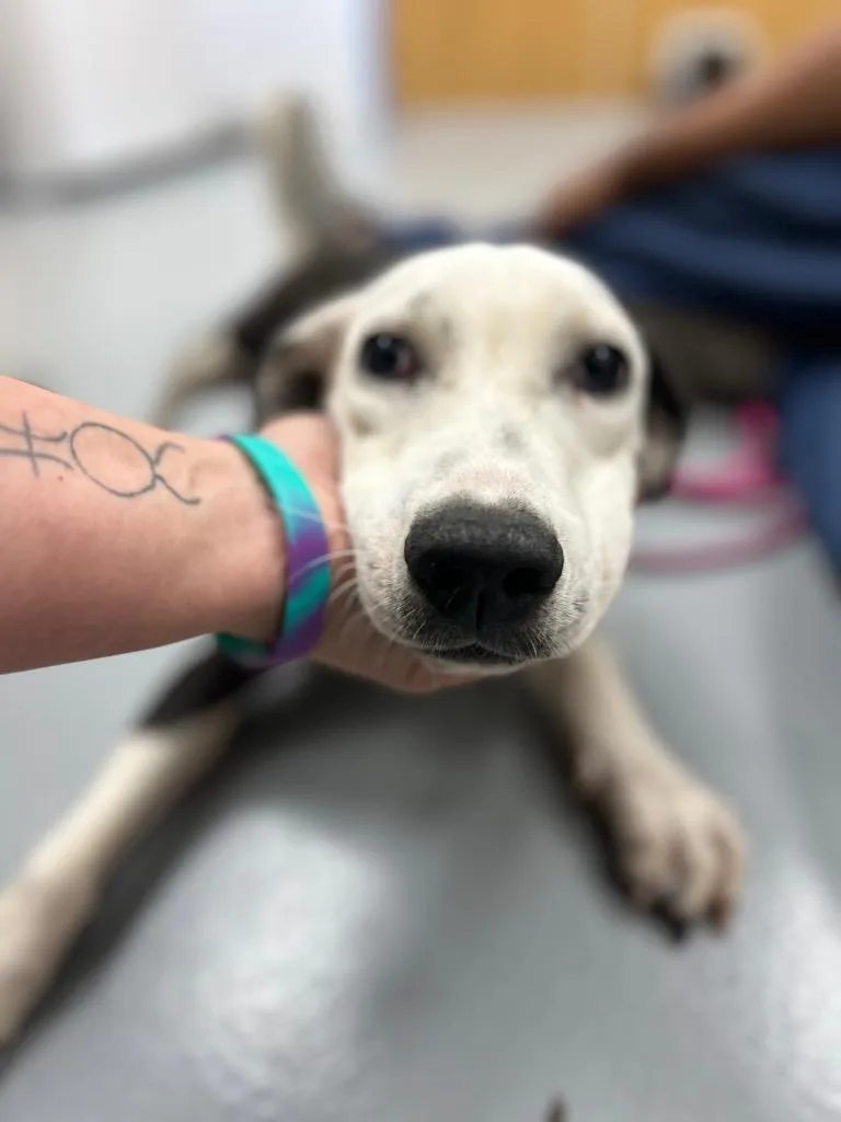 A young medium-sized female Terrier dog named Ella for adoption in Hartsville, SC