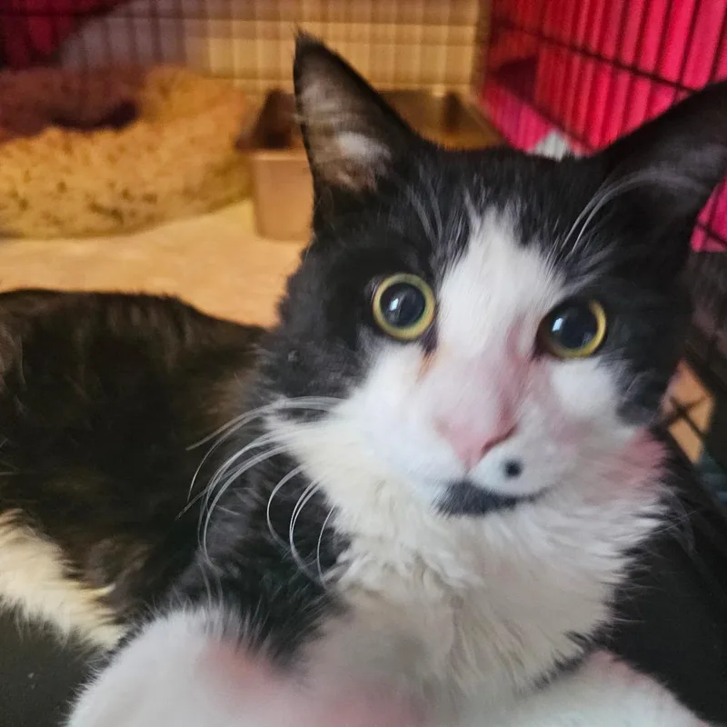 An adult large-sized male Black Domestic Medium Hair cat named Cupid for adoption in Middletown, NY