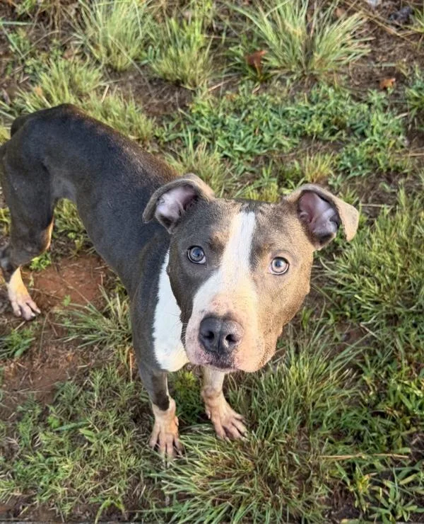 An adult medium-sized male Pit Bull Terrier dog named Cbc Quantum for adoption in Lawrenceville, GA