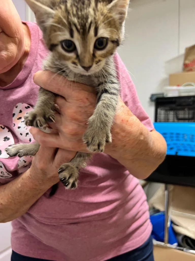 A young medium-sized female Domestic Short Hair cat named Rusty for adoption in Rutherfordton, NC