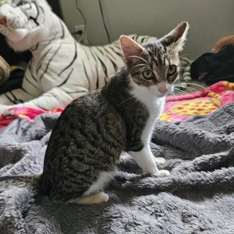 A young medium-sized female Domestic Short Hair cat named BeBe for adoption in San Antonio, TX