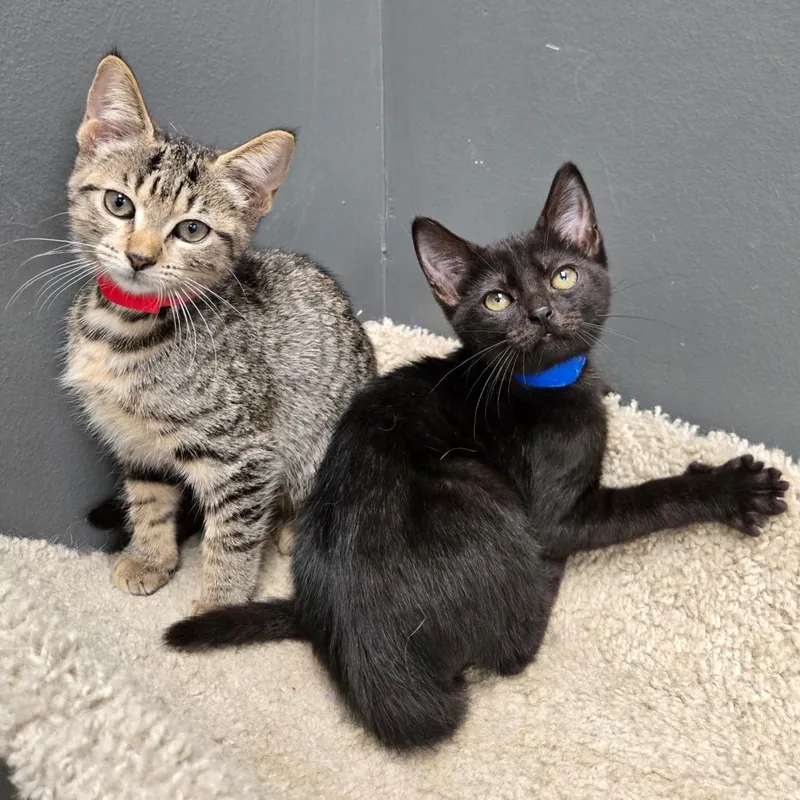 A baby small-sized male Black Domestic Short Hair cat named Fil for adoption in Hamburg, NY