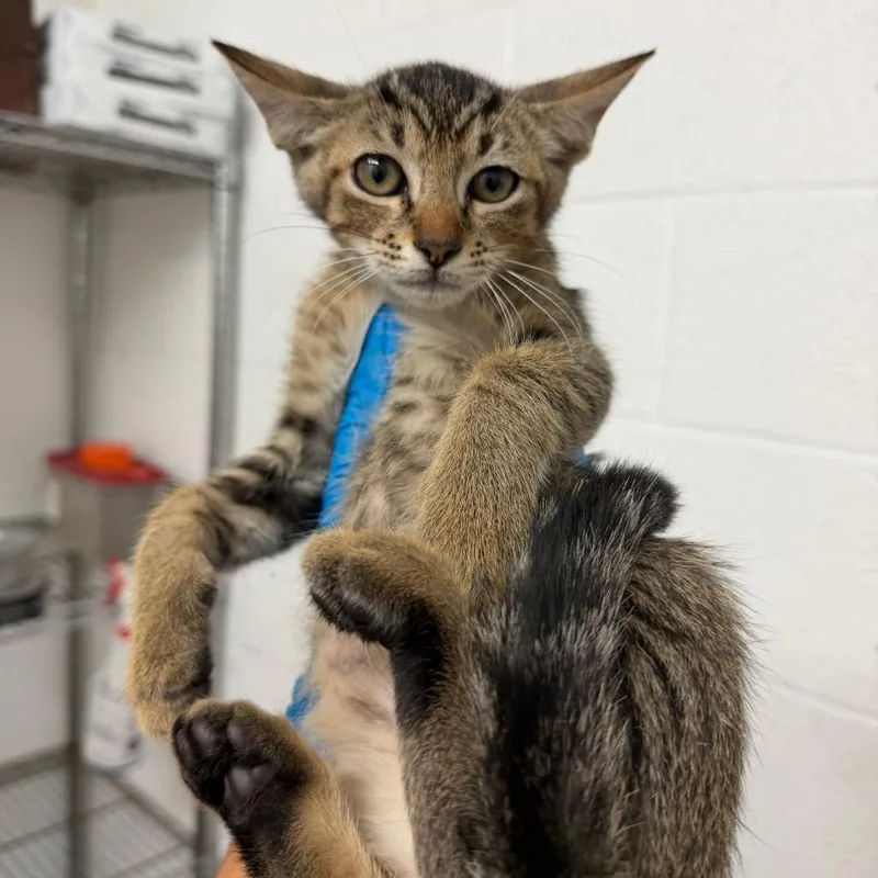 A baby small-sized male Domestic Short Hair cat named Ron for adoption in Edinburg, TX