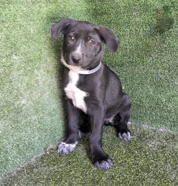 A baby small-sized female Labrador Retriever dog named Scarlet for adoption in Lancaster, CA
