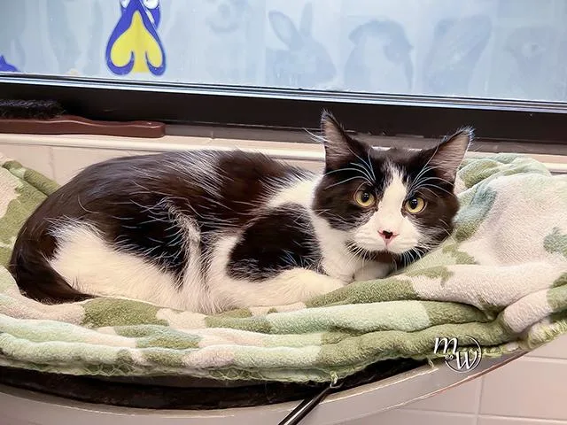 An adult small-sized male Domestic Short Hair cat named Minnow for adoption in Omaha, NE