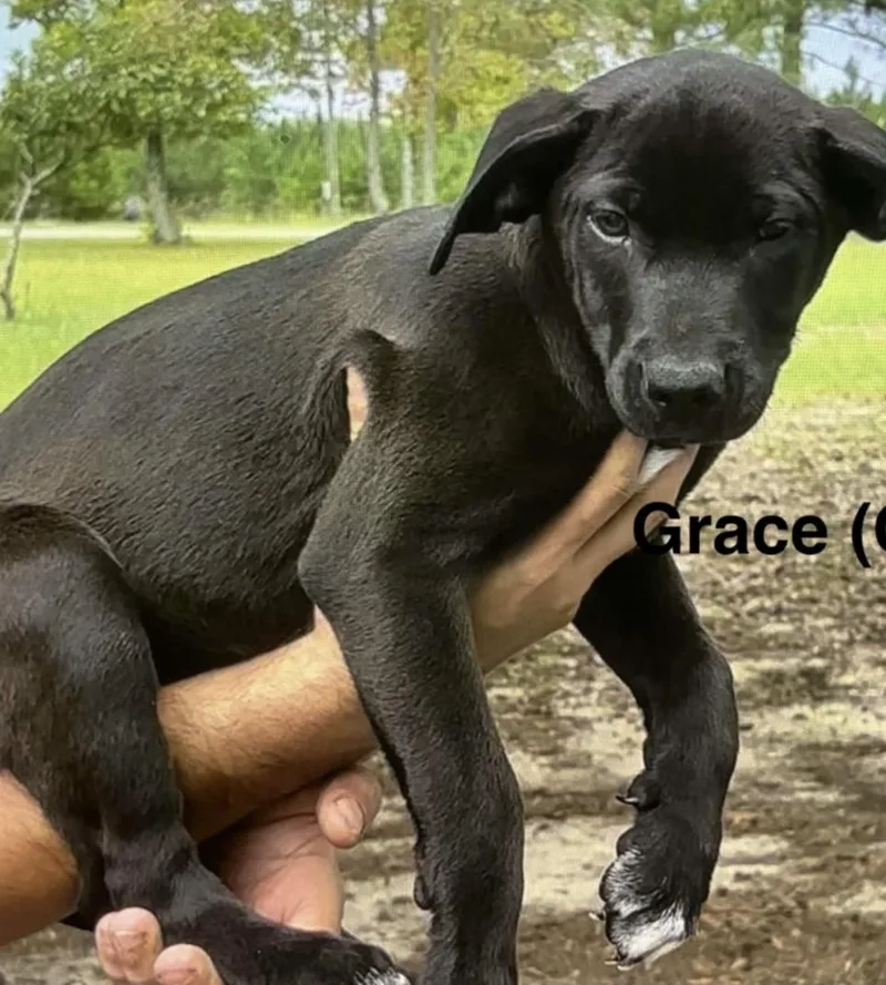 A baby medium-sized female Black Mixed Breed dog named Grace for adoption in Parma, OH
