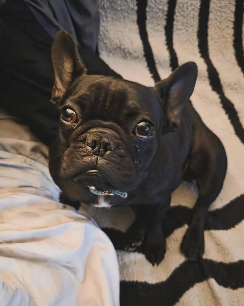 A young small-sized female Black French Bulldog dog named Gucci for adoption in Santa Clara, CA