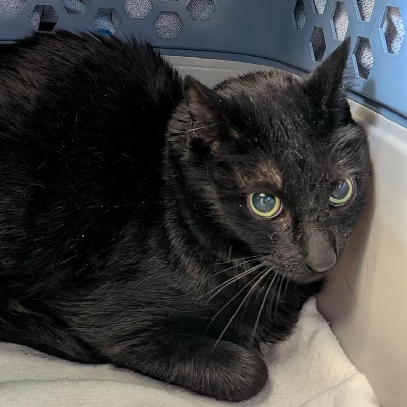A senior extra large-sized male Black Domestic Short Hair cat named Baghira for adoption in Fairport, NY