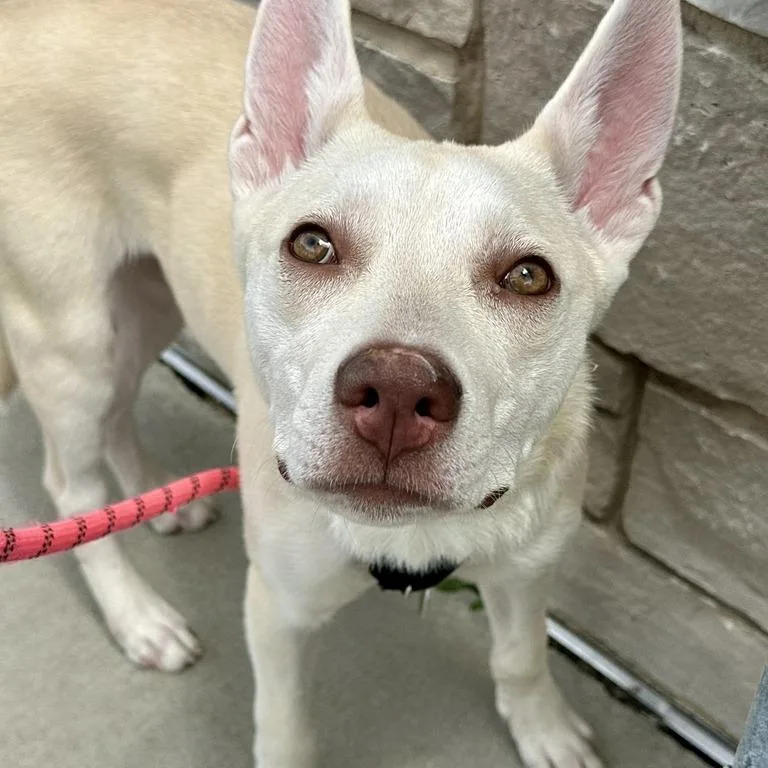 A baby medium-sized female White / Cream Shepherd dog named Lumi for adoption in Matteson, IL