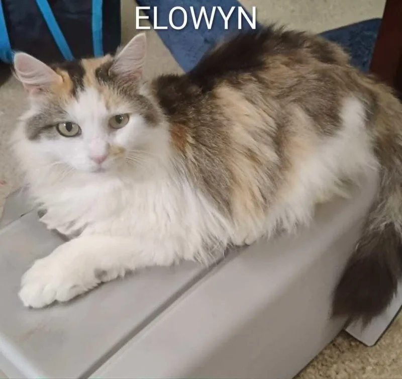 An adult medium-sized female Domestic Long Hair cat named Ellowyn for adoption in Groveland, MA
