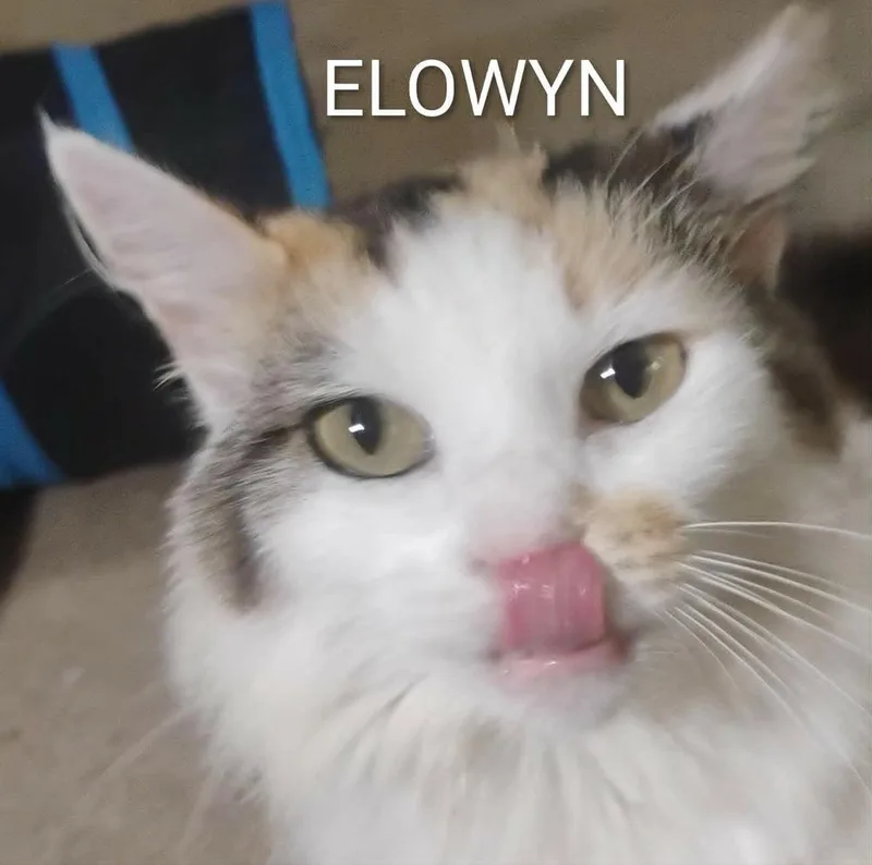 Ellowyn thumbnail 2