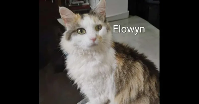 Ellowyn thumbnail 5