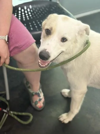 An adult large-sized female Mixed Breed dog named Lolo for adoption in Memphis, TN