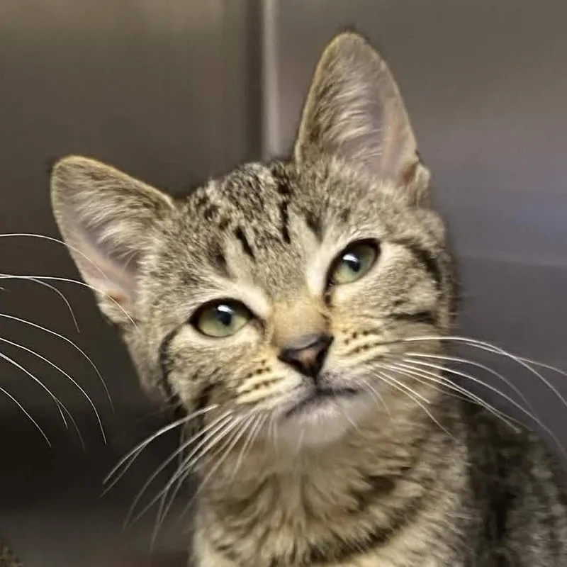 A baby small-sized female Brown / Chocolate Domestic Short Hair cat named Maeve for adoption in Gloucester, VA