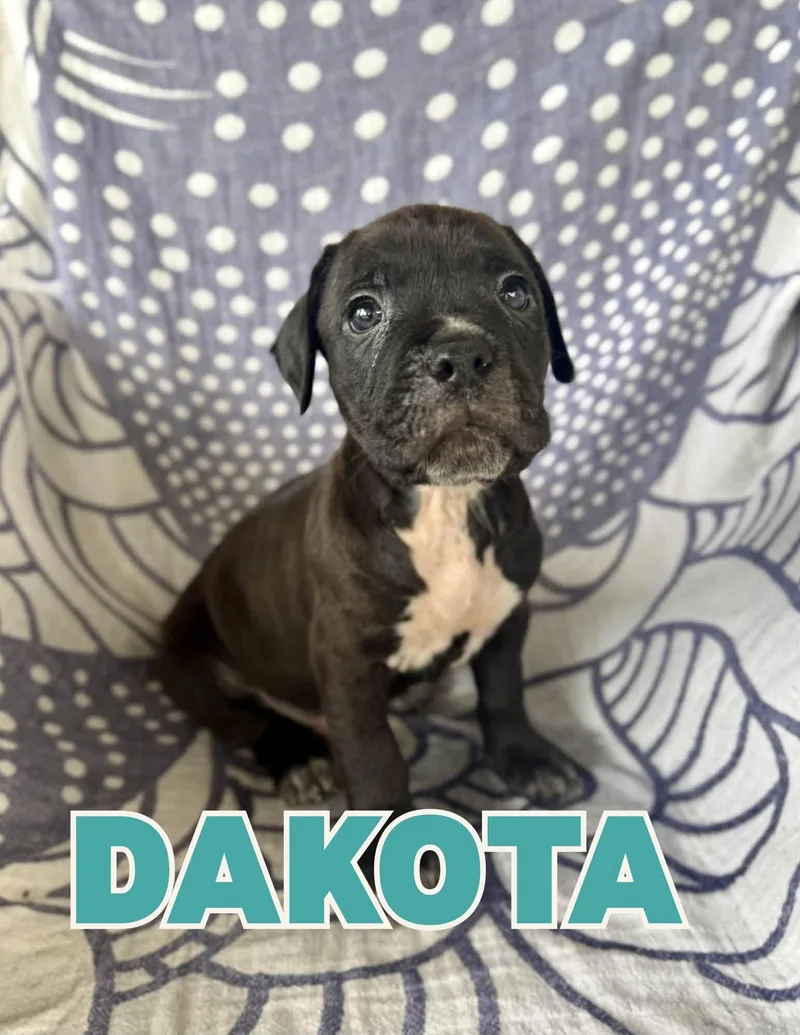 Dakota
