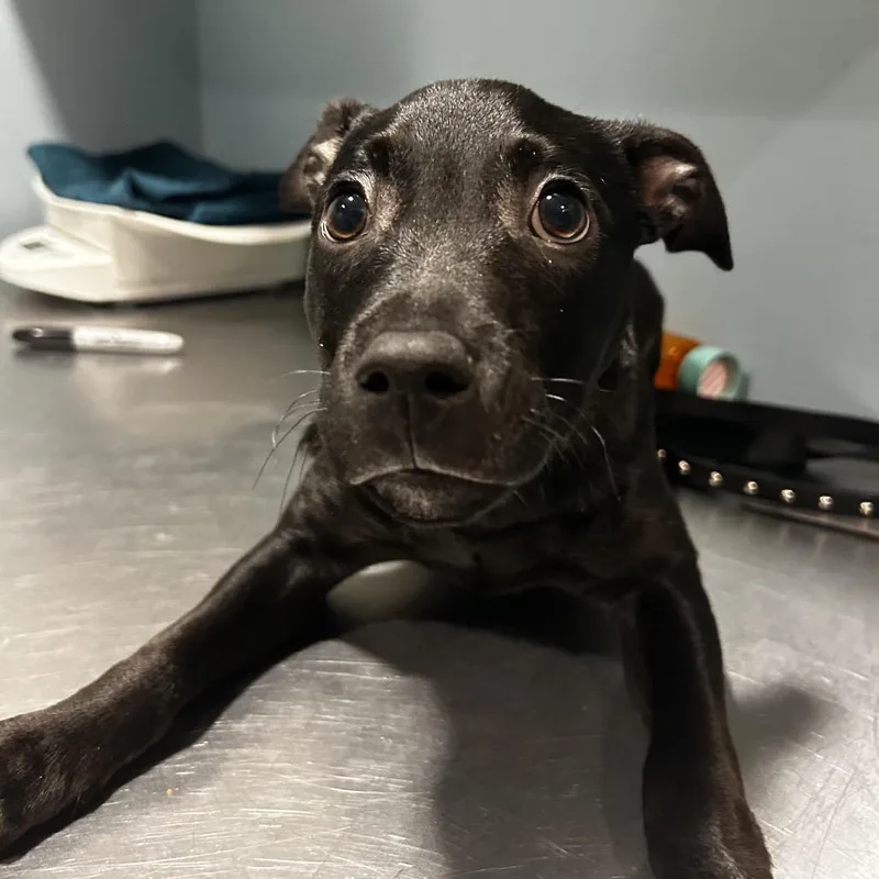 A baby small-sized male Black Mixed Breed dog named Wiggle Worm for adoption in Chattanooga, TN