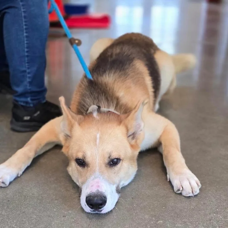 An adult large-sized male Yellow / Tan / Blond / Fawn German Shepherd Dog dog named Winston for adoption in Stephens City, VA