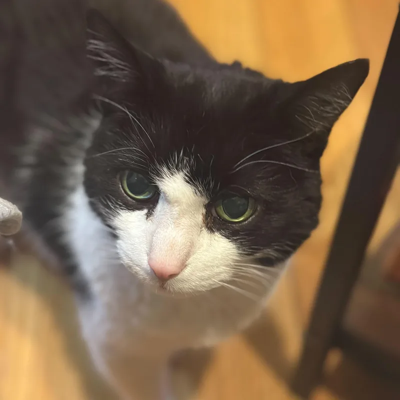 Precious thumbnail 4