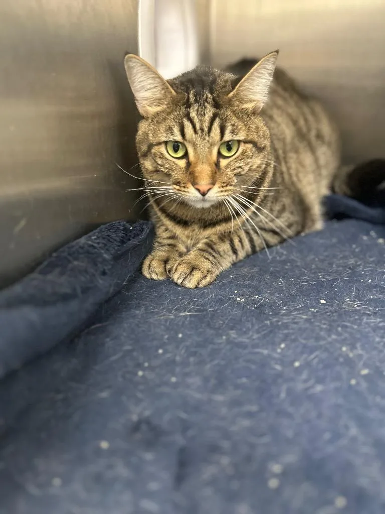 An adult small-sized male Domestic Short Hair cat named Sandy for adoption in Hartsville, SC