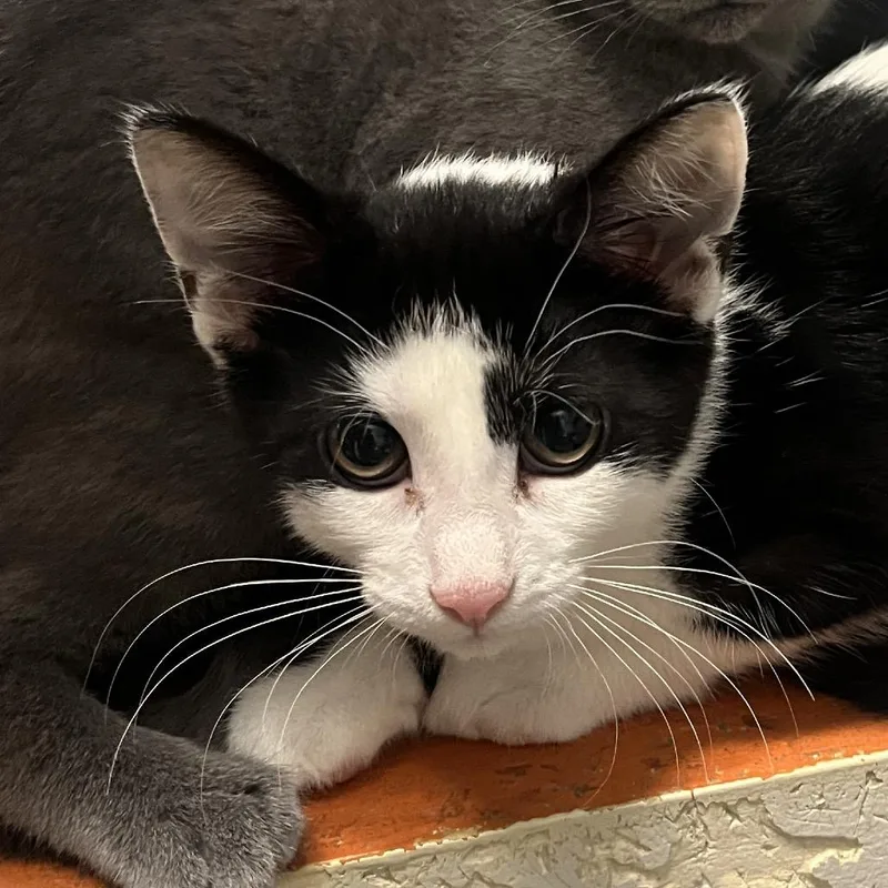 A baby small-sized female Black Domestic Short Hair cat named Cookie for adoption in Hinsdale, IL
