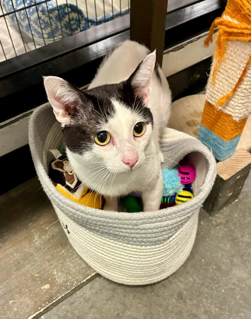 An adult medium-sized male Black & White / Tuxedo Tuxedo cat named Chaps for adoption in San Juan Capistrano, CA