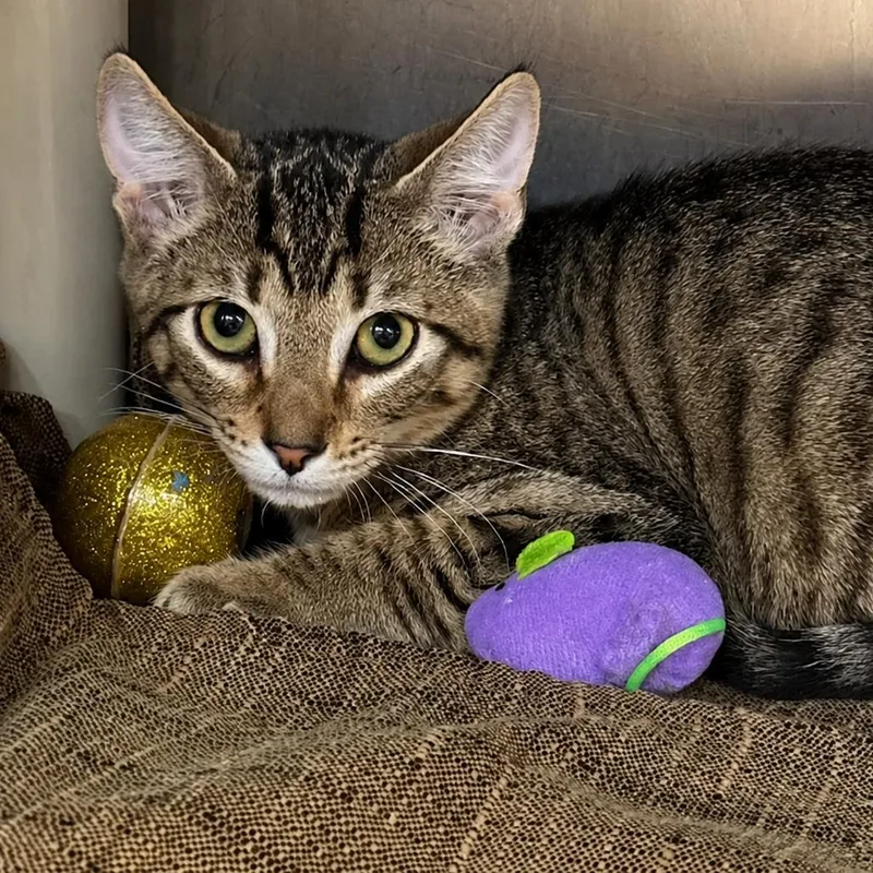 A baby small-sized male Brown / Chocolate Domestic Short Hair cat named Luke for adoption in Austin, TX