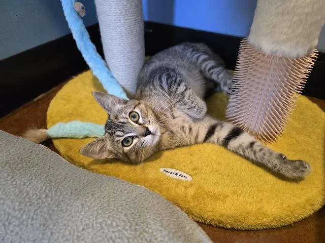 A baby small-sized female Domestic Short Hair cat named Moana for adoption in Santa Clara, CA
