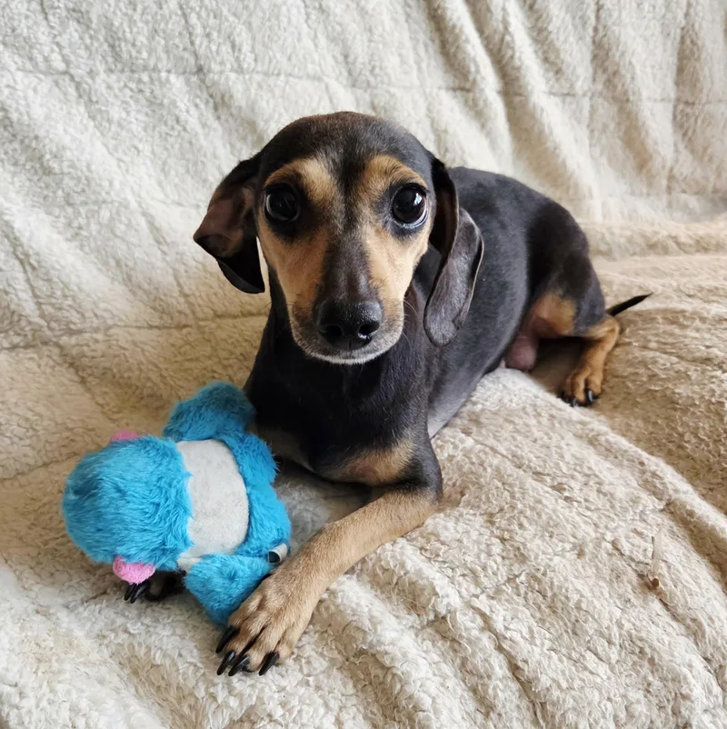 A baby small-sized female Bicolor Dachshund dog named Elphaba for adoption in Lincolnshire, IL
