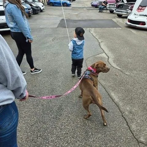 An adult medium-sized female Brown / Chocolate Pit Bull Terrier dog named Jolene for adoption in Westland, MI
