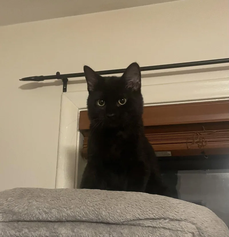 A baby medium-sized male Black Domestic Short Hair cat named Jeti for adoption in Walled Lake, MI