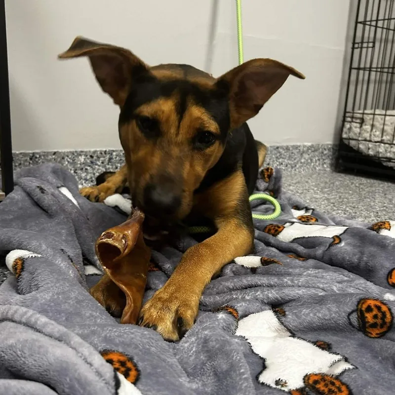 A young small-sized female Black and Tan Coonhound dog named Sky for adoption in Greenville, SC