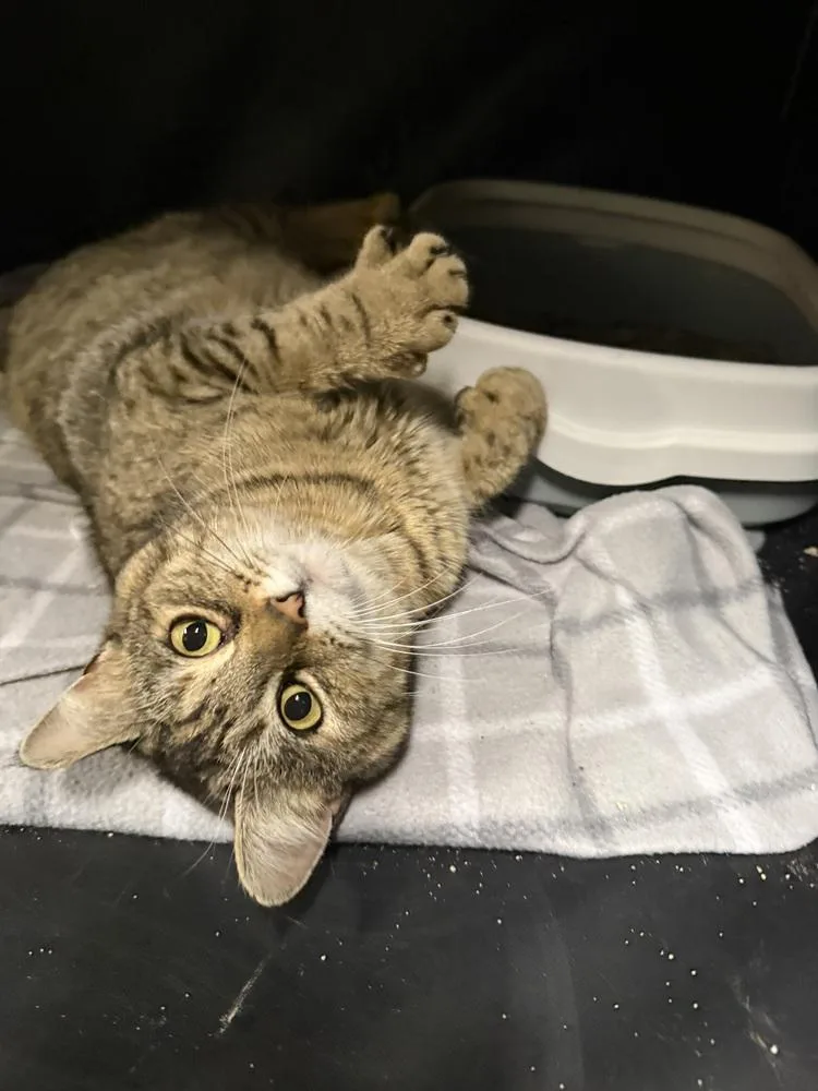 An adult medium-sized female Tabby (Brown / Chocolate) Domestic Short Hair cat named Church for adoption in West Mifflin, PA