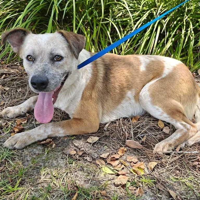 An adult medium-sized female Red / Chestnut / Orange Cattle Dog dog named Daisy for adoption in Valdosta, GA