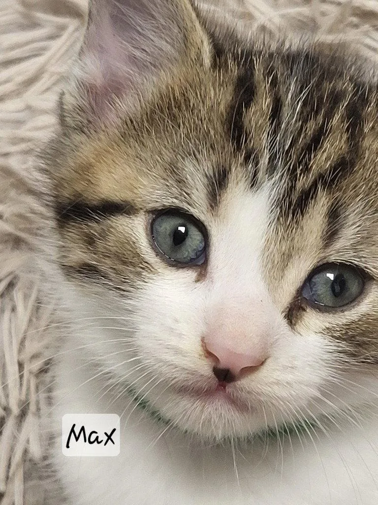 Max thumbnail 3