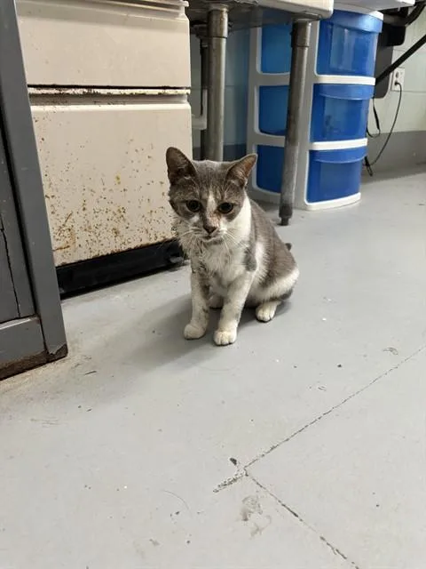 A young medium-sized female Domestic Short Hair cat named Nimbus for adoption in Corpus Christi, TX