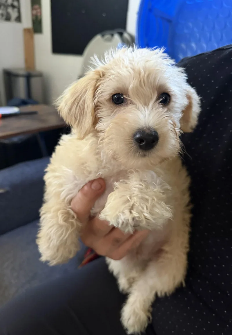 A baby medium-sized male Schnauzer dog named Sam for adoption in Wheaton, IL