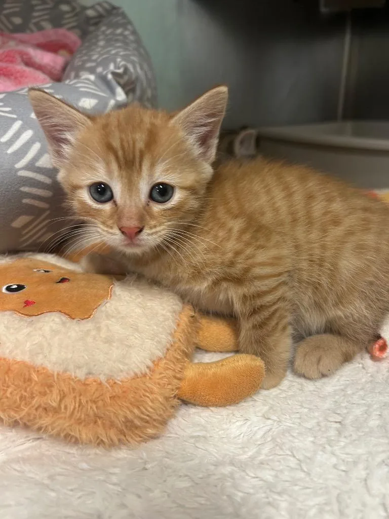 A baby small-sized female Domestic Short Hair cat named Zezered for adoption in Mineral, VA